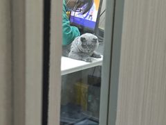 -派特宠物医院(圆融广场店)