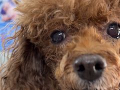 -爱侣宠医·鹦鹉专科·小型哺乳类·异宠专科(灵石路店)