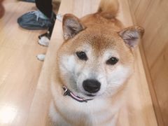 -是阿柴呀！柴犬咖啡·爱喵喵猫咖