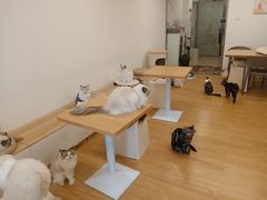-有喵·猫咖·狗咖·30几只猫10只小狗(岗厦店)