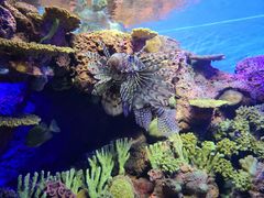 -上海海洋水族馆