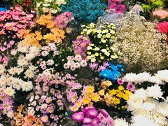 -双季花艺园艺市场(浦东店)