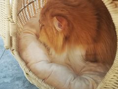 -More Fun猫咖 二十只万元加菲主题