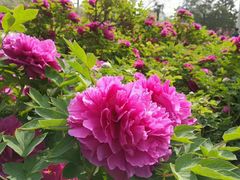 -洛阳市隋唐城遗址植物园
