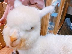 -猫色咖啡·猫咖