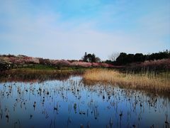 -上海海湾国家森林公园