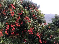 -广州市石门国家森林公园