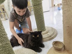 -喵园·猫主题咖啡厅·撸猫·猫咖(国贸店)