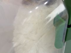-瑞派康怡24h宠物医院·犬猫医疗中心·微创绝育(瑞景分院)