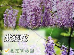 -顾村公园