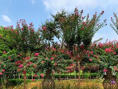 -武汉紫薇都市田园