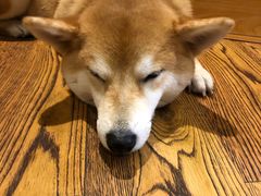 -柴务处·柴犬主题狗咖