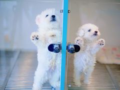 -萌宠之家·腊肠犬·马尔泰·小体犬舍
