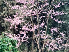 -窦圌山风景区