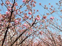 -高东镇樱花园