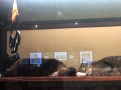 -猫咪博物馆(顶澳仔猫街店)