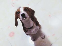 -菲尔斯特宠物医院