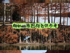 -上海海湾国家森林公园