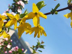 -海棠花溪(元大都城垣遗址公园)