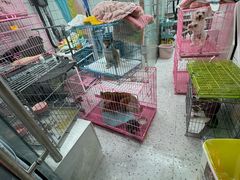 -唐小姐の猫狗洗护·购宠旗舰店(周浦万达店)