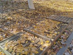 -长白岛森林公园