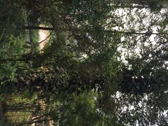 -南宁良凤江国家森林公园