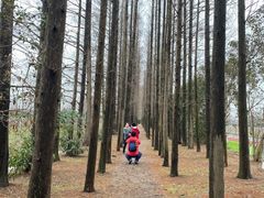 -上海长兴岛郊野公园