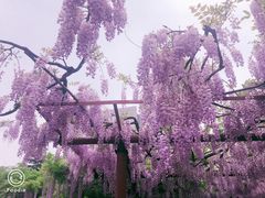 -嘉定紫藤园