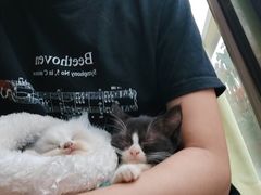-楼上猫咖(罗湖店)