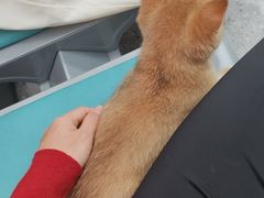 -四月宠物医院·猫专科·心脏专科·内科(转塘店)