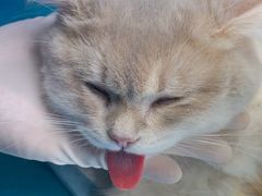 -创凡宠物医院·骨专科  猫科中心(西乡分院)