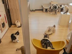 -有喵·猫咖·狗咖·30几只猫10只小狗(岗厦店)