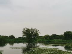 -长兴太湖图影湿地文化园