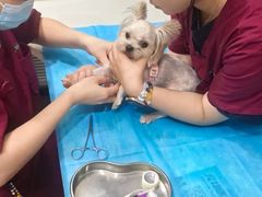 -伟伟宠物医院·CT影像中心·瑞派犬猫综合性门诊(汉口总院)
