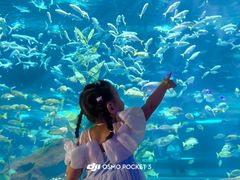 -海合安武汉极地海洋公园
