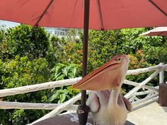 -吉隆坡雀鸟公园