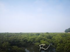 -北海金海湾红树林生态旅游区