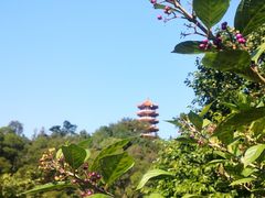 -深圳仙湖植物园