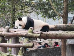 -都江堰中华大熊猫苑