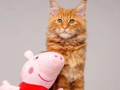 -猫十亿·布偶金渐层·曼基康矮脚猫舍(青年路店)