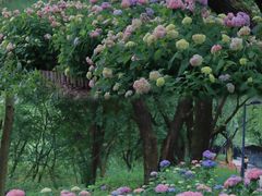 -西湖风景区-江洋畈生态公园