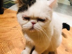 -猫小院猫主题餐厅(三里屯店)