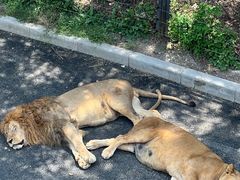 -大连森林动物园