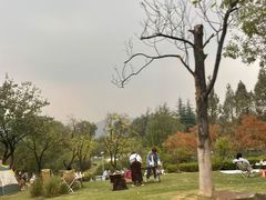 -铁山坪森林公园