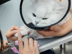 -宠物星动物医院·眼科·异宠·猫科(江南大道总院)