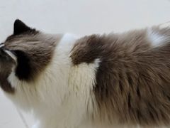 -怪兽屋·羊驼·猫咖·狗咖(俊华广场店)