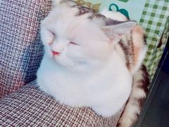 -吉丁鸟咖·异宠·寄养