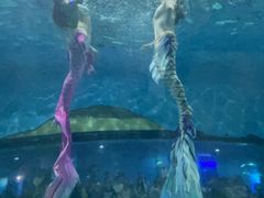 -苏州海洋馆