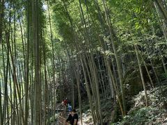 -炎陵县神农谷国家森林公园