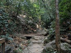 -西双版纳原始森林公园
